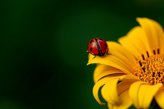 mariquita